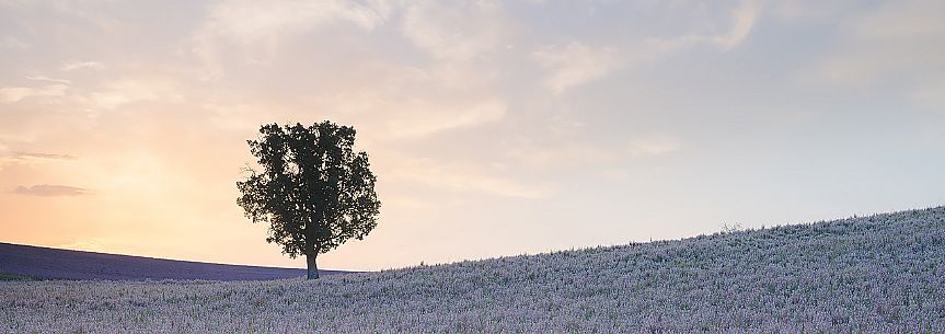 A solitary tree in the flowering meadow of Provence at dawn, Valensole, Provence, France, Europe