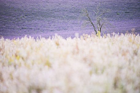 A solitary and dead tree stays between two field of flowers and lavender, Valensole, Provence, France, Europe