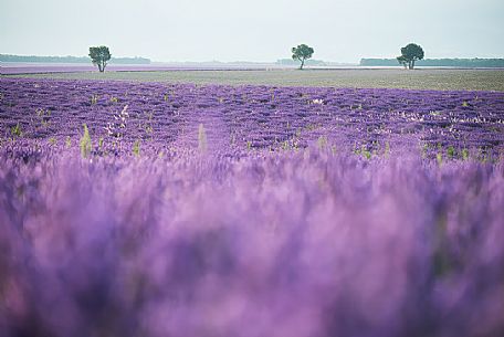 A soft dawn near Valensole in Provence reveals the fields of lavender with their intense scent, France, Europe