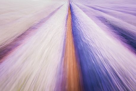 An abstract vision of the field of lavender, Valensole, Provence, France, Europe
