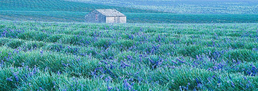 A solitary house in the field of lavender, Valensole, Provence, France, Europe