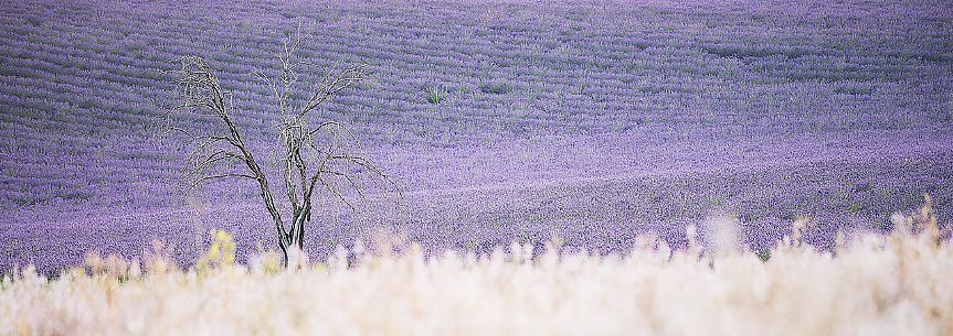 A solitary and dead tree stays between two field of flowers and lavender, Valensole, Provence, France, Europe