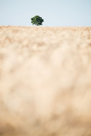 A solitary tree in the golden fields, Valensole, Provence, France, Europe