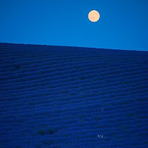 The vision a fields of lavender at night under the moonlight gives a great feeling to be in a fairy world out of time, Valensole, Provence, France, Europe