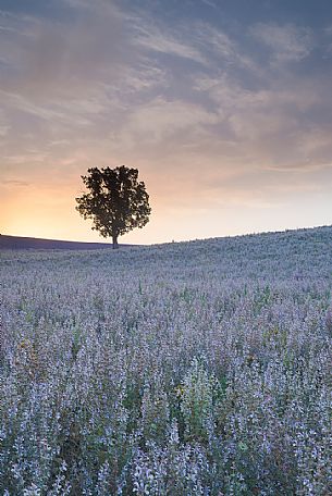 A solitary tree in the flowering meadow of Provence at dawn, Valensole, Provence, France, Europe