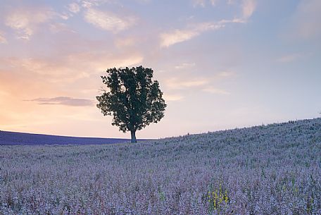 A solitary tree in the flowering meadow of Provence at dawn, Valensole, Provence, France, Europe