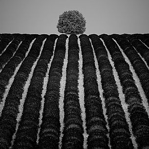 A solitary tree in a field of lavender in Provence creates some interesting games of geometries, Valensole, Provence, France, Europe