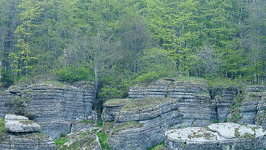 Characteristic rocks and the green forest near Malga Saibe in the Lessinia Natural Park, Verona, Italy, Europe