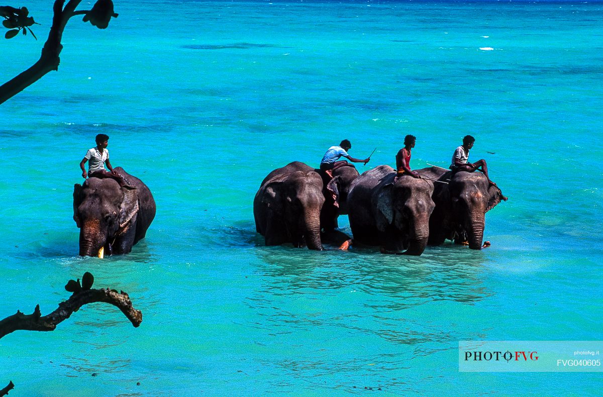 Four elefant with their Cornac in the water, Havelock Island, Adaman island, India