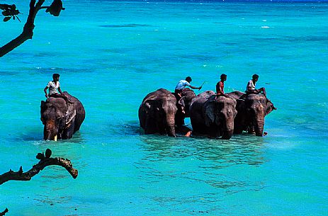Four elefant with their Cornac in the water, Havelock Island, Adaman island, India