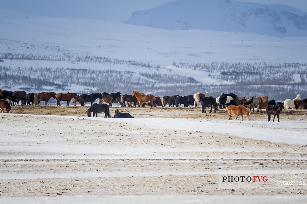Icelandic horses in the winter landscape, Iceland