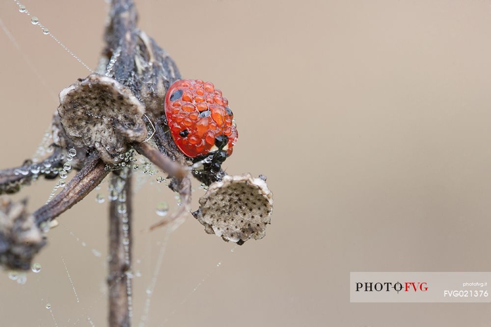 Ladybug covered with dewy drops
