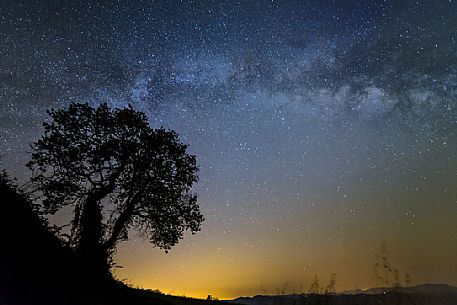 Lonely tree in the starry night, Emilia Romagna, Italy