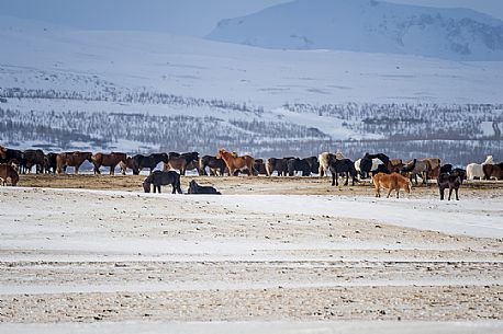 Icelandic horses in the winter landscape, Iceland