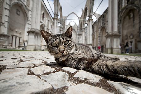 Cat in the ruins of old church

