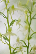 Platanthera chlorantha