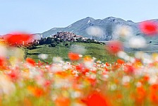 Famous flowering of Poppies, Cornflowers and other flowers of Castelluccio di Norcia