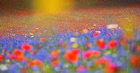 Famous flowering of Poppies, Cornflowers and other flowers of Castelluccio di Norcia