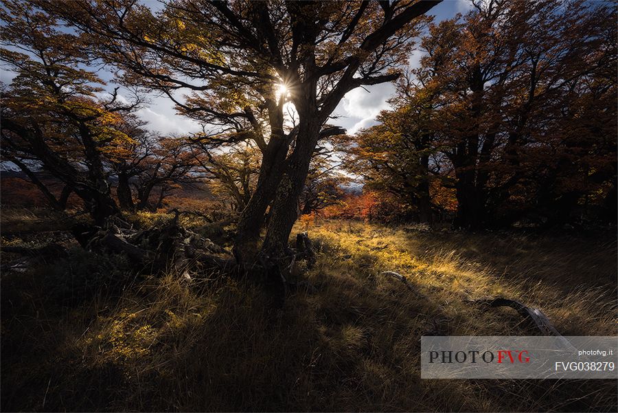 Foliage in the forest of Fitz Roy Mountain Range, Los Glaciares National Park, Patagonia, Argentina