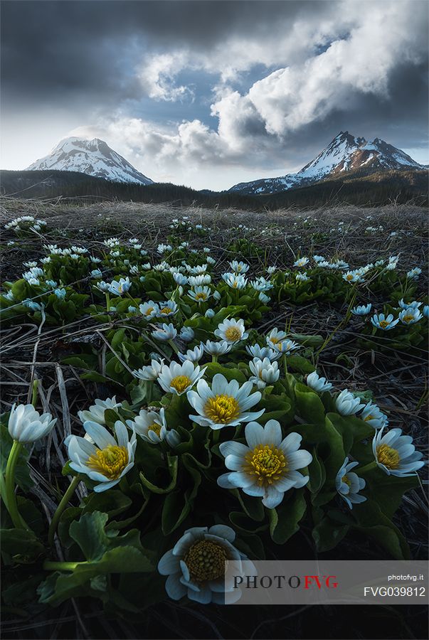 Wild flowers at Three Sisters Wilderness, Oregon, USA