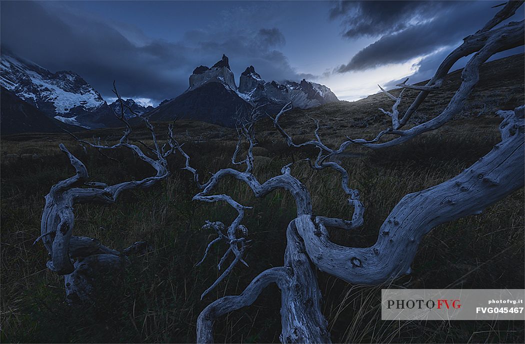 Torres del Paine through a burnt out forest at twilight, Patagonia, Chile
