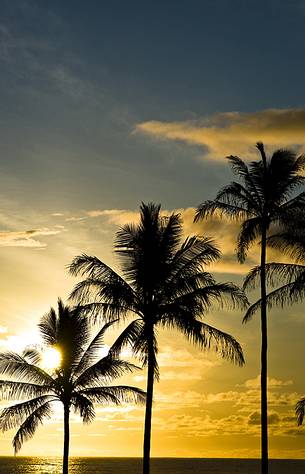 palms on kauai island at sunset