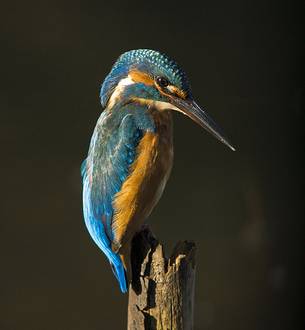 macro of kingfisher