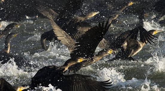 cormorant during fishing