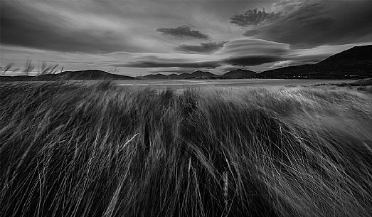 blades of grass in the beach of Luskentyre, Hebrides, Scotland, UK