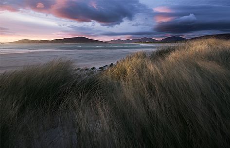 blades of grass in the beach of Luskentyre, Hebrides, Scotland, UK