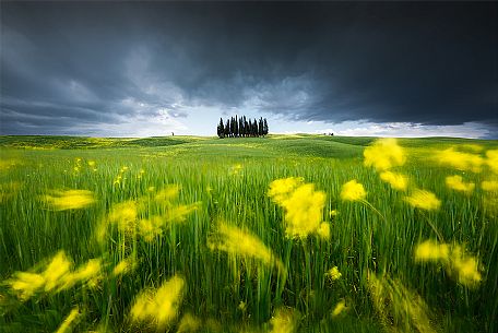 Iconic landscape of Val Orcia Valley, Pienza, Tuscany, Italy