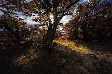 Foliage in the forest of Fitz Roy Mountain Range, Los Glaciares National Park, Patagonia, Argentina