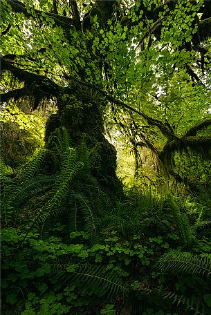 Moss cover the tree in Hoh rain forest in Olympic national park, Washington, Usa