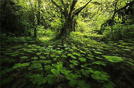 Moss cover the tree in Hoh rain forest in Olympic national park, Washington, Usa