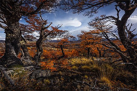 Autumn in the forest near Fitz Roy mount, El Chalten, Patagonia, Argentina 