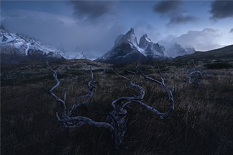 Torres del Paine through a burnt out forest, Patagonia, Chile, South America