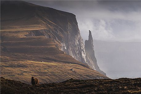 Stack Trollkonufingur in Vagar island, Sandavagur, Faroe islands, Denmark, Europe