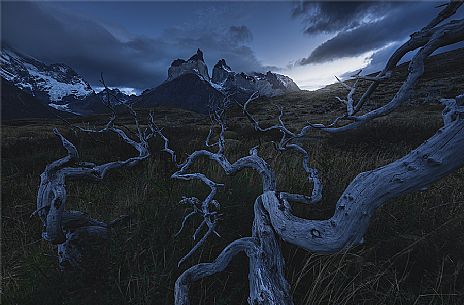 Torres del Paine through a burnt out forest at twilight, Patagonia, Chile