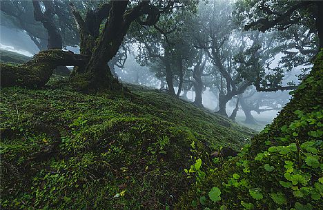 Laurisilva forest in the fog, Madeira, Portugal, Europe