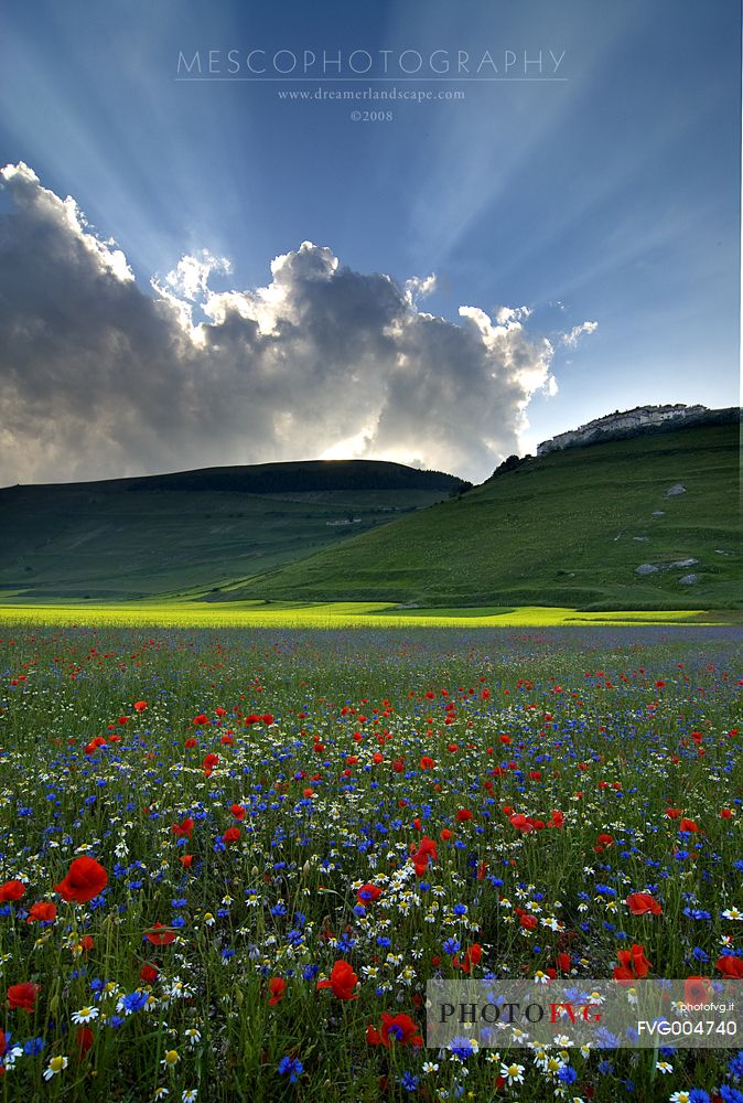 Summer's Bloom of flower in 