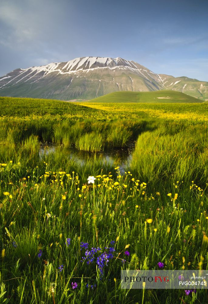 Flowering near the ditch of MErgani in the spring 