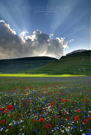 Summer's Bloom of flower in 