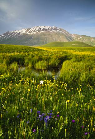 Flowering near the ditch of MErgani in the spring 