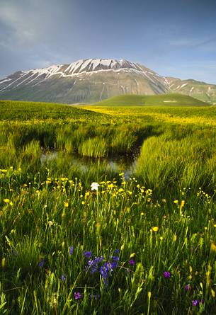 Flowering near the ditch of MErgani in the spring 