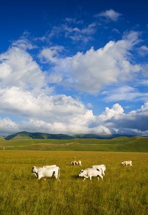 Specimens of bovine Marche Sibillini Mountains