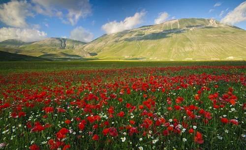 Amazing blooming in Castelluccio di Norcia