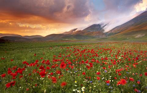 Stunning summer blooming in Castelluccio di Norcia