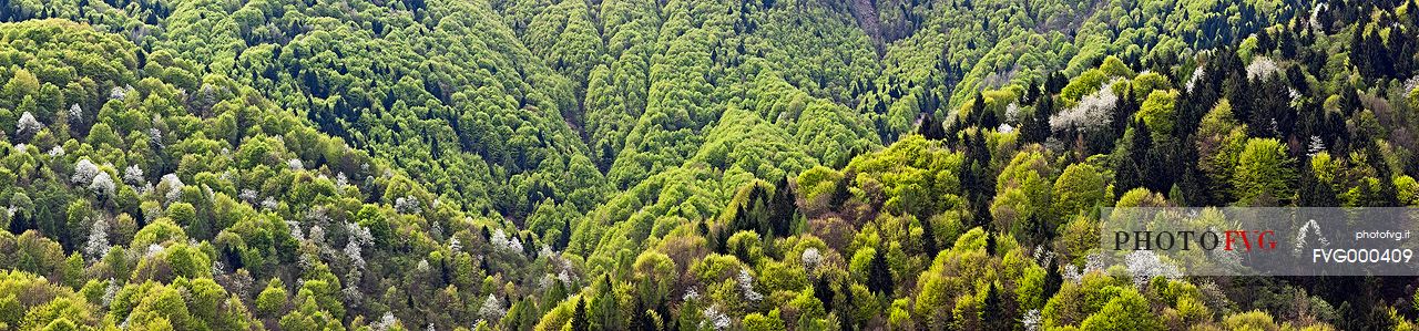 Woodland with beech trees and cherry blossom Woodland with beech trees and cherry blossom