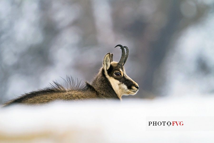 Alpine chamois (Rupicapra rupicapra) in its winter coat