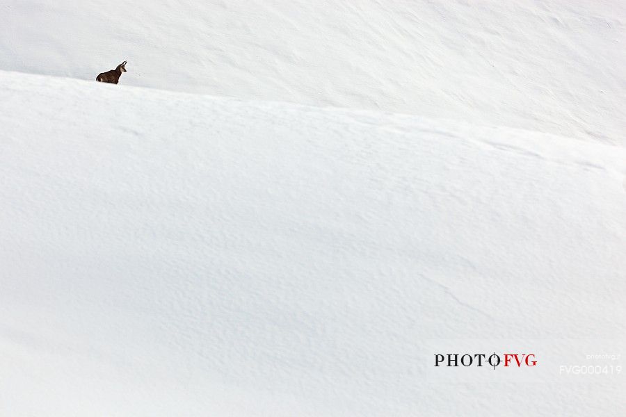 Young alpine chamois (Rupicapra rupicapra) in the snow